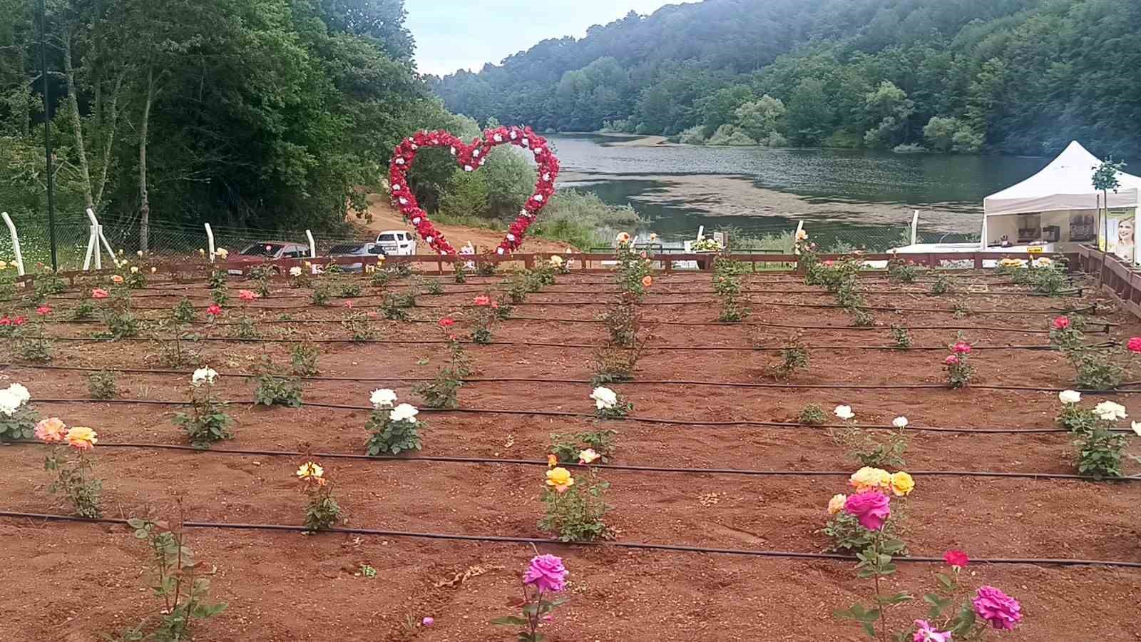 Bilecik’in ilk gül bahçesinde 40 renkte gül yetişiyor
