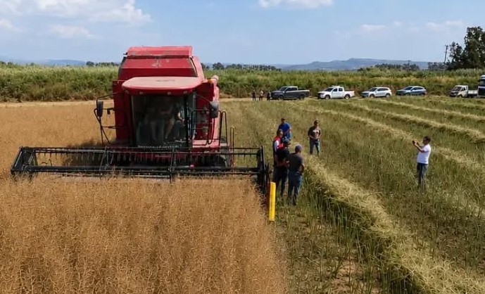 Söke’de kanola hasadı gerçekleştirildi