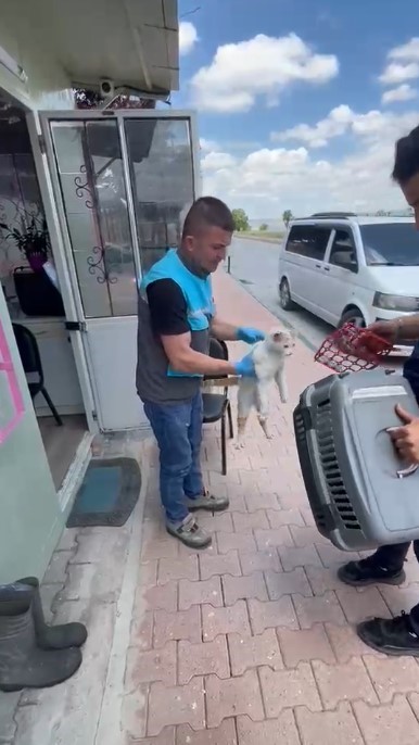 Havalandırma boşluğuna sıkışan kedi kurtarıldı