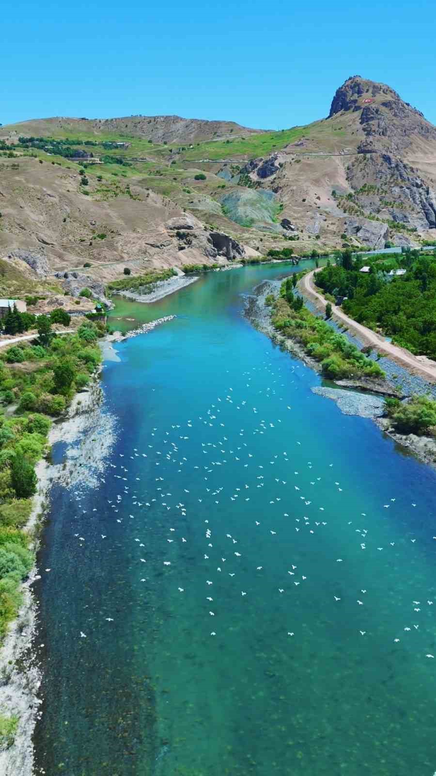 Martılar, Murat Nehri’nde görsel şölen oluşturdu