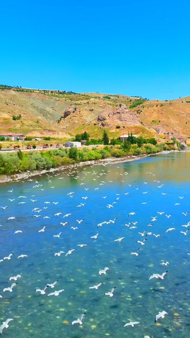 Martılar, Murat Nehri’nde görsel şölen oluşturdu