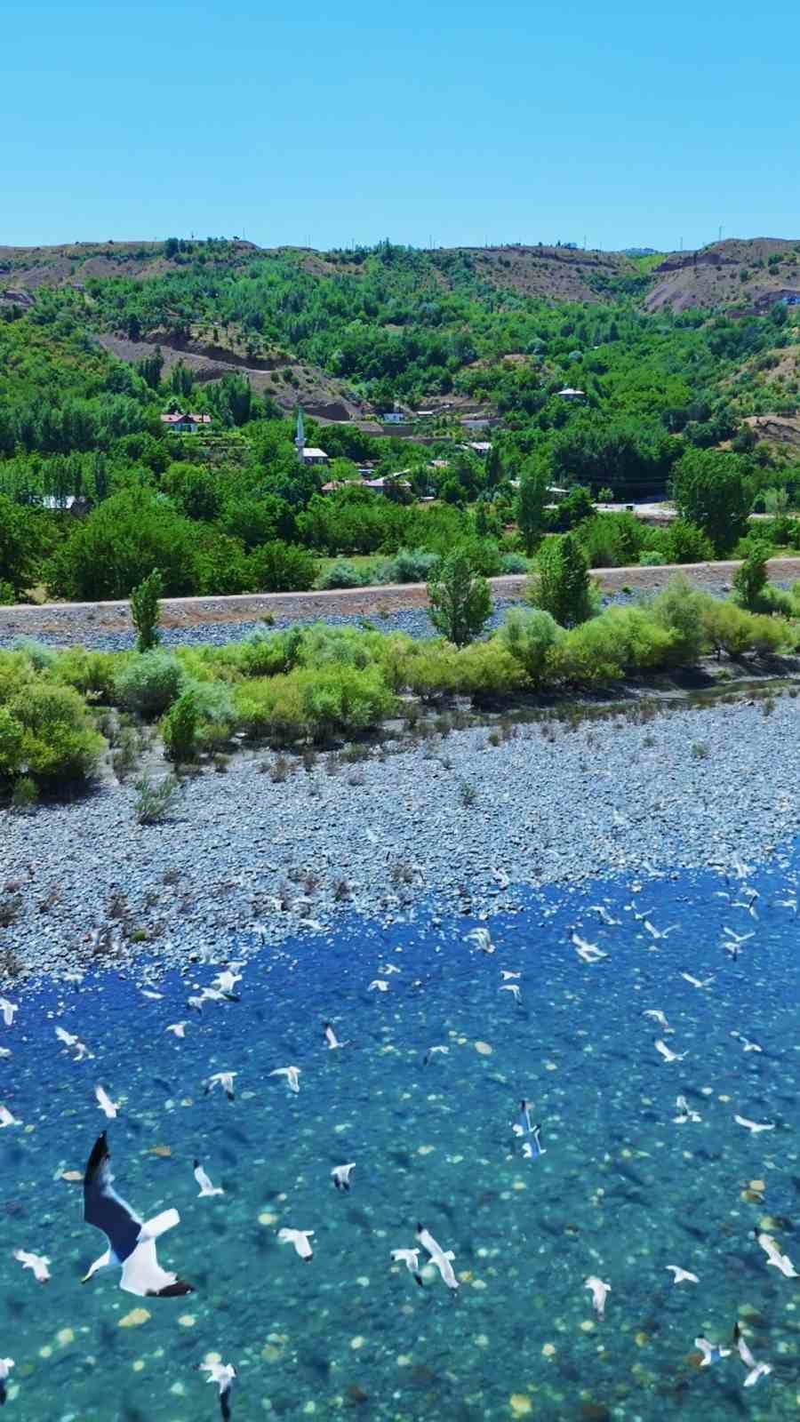 Martılar, Murat Nehri’nde görsel şölen oluşturdu
