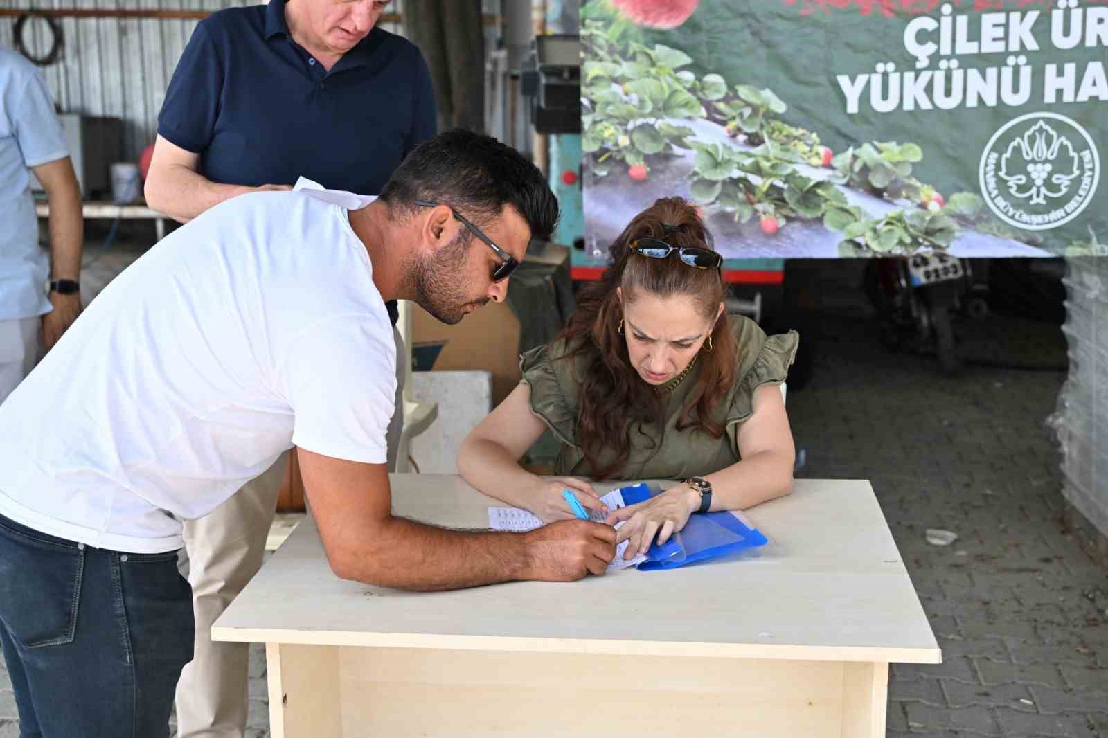 Manisa Büyükşehir’den çilek üreticilerine malç naylonu desteği