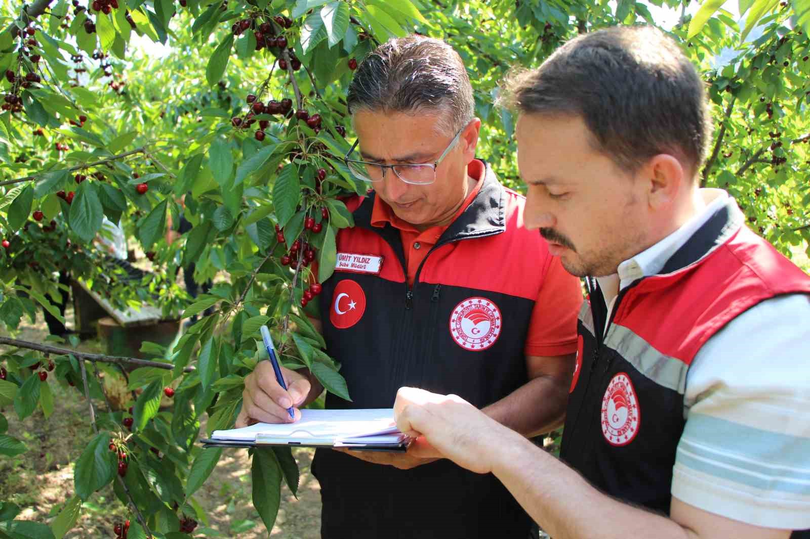 Amasya’da 65. Kiraz Teşvik Yarışması yapıldı