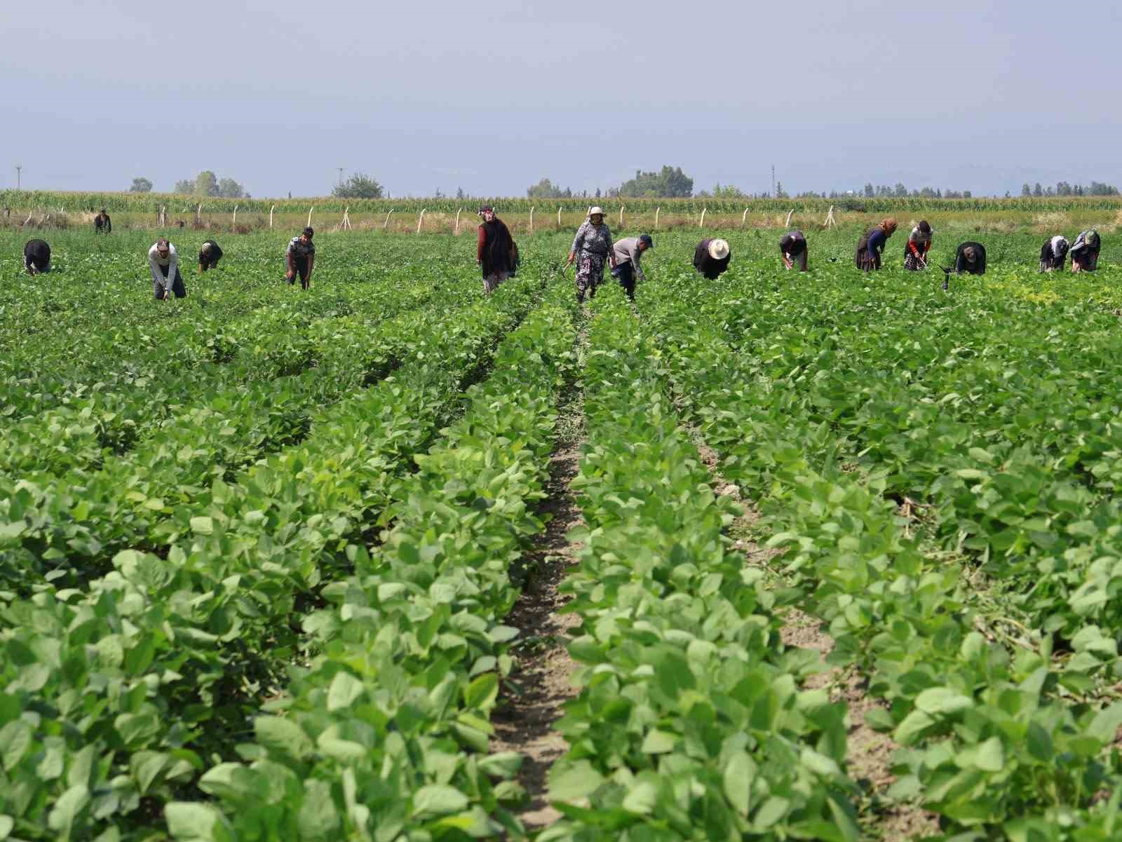 Arsuz’da soya ekimi yapıldı