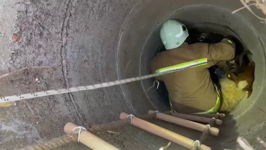 Kuyuya düşen koyunlar zorlu operasyonla kurtarıldılar