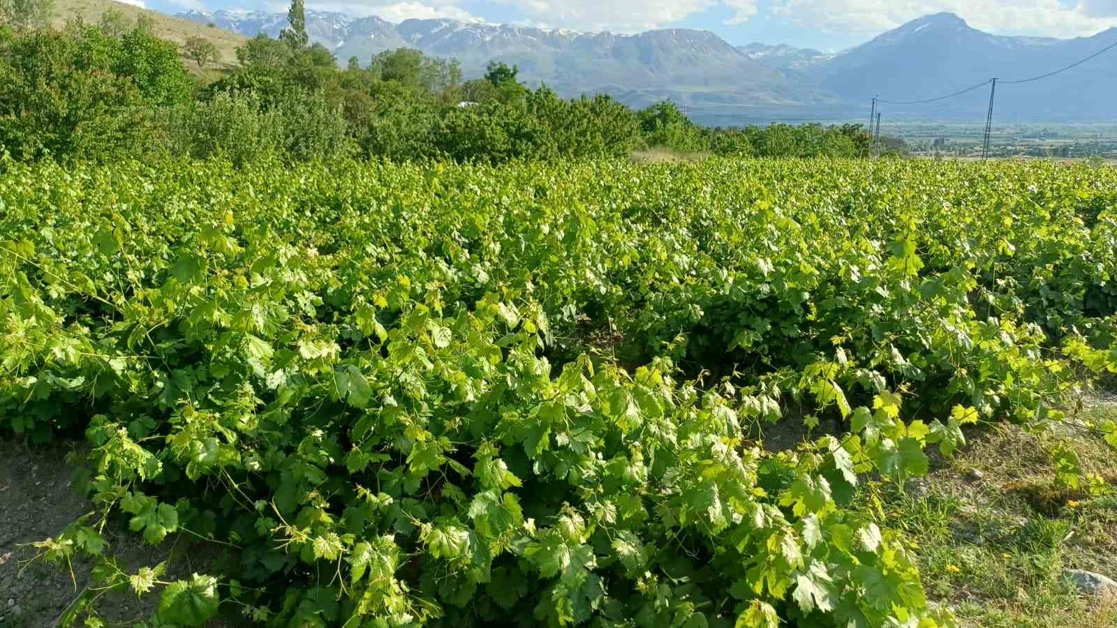Erzincan’da üzümden önce yaprak hasadı başladı