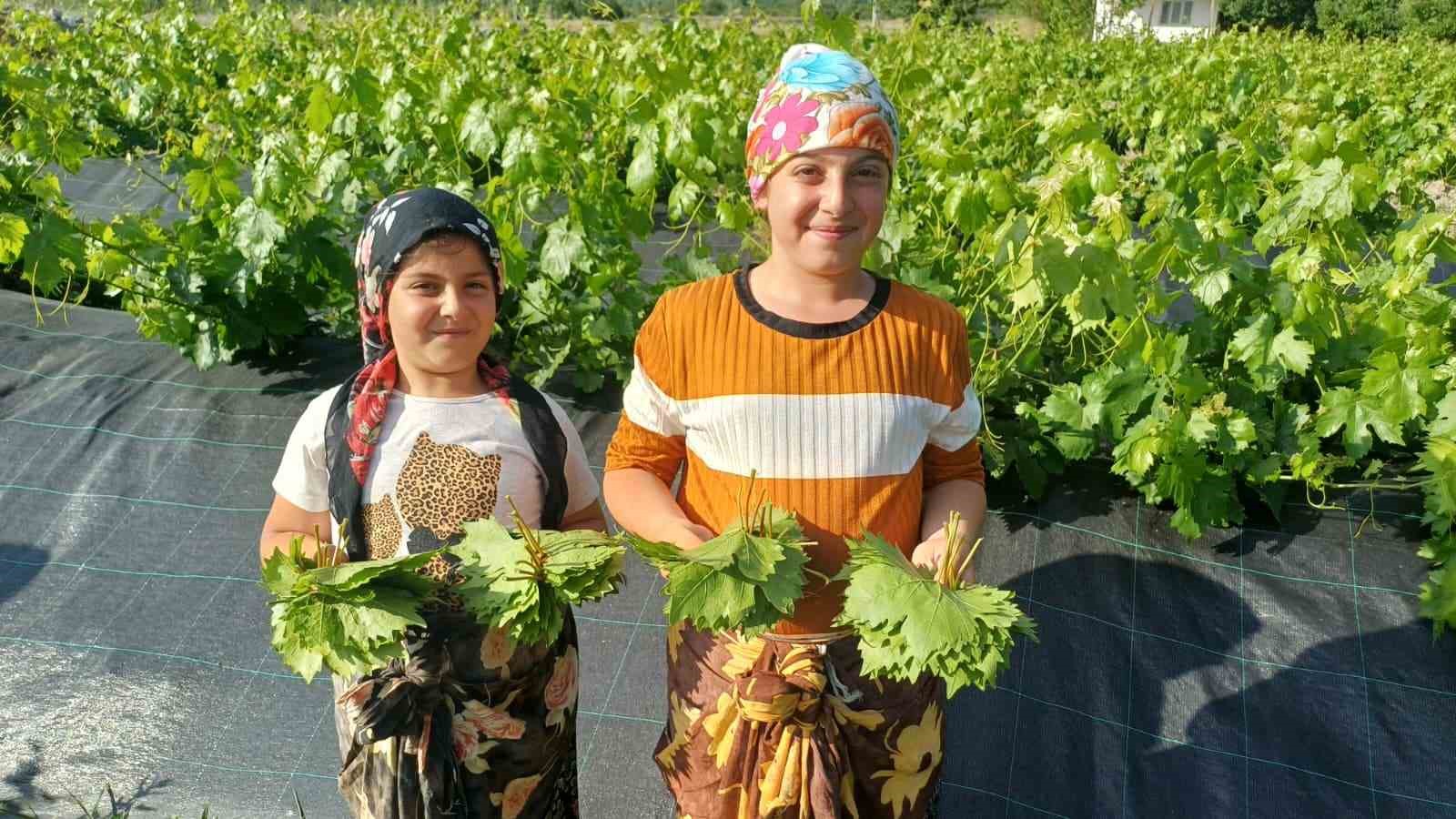 Erzincan’da üzümden önce yaprak hasadı başladı