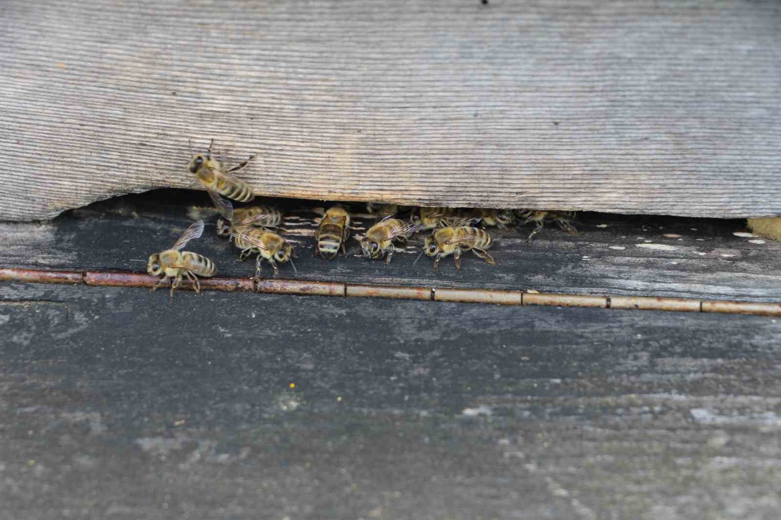 Anzer Balı’nın yeni sezon kilogram satış fiyatı 7 Bin TL olarak belirlendi