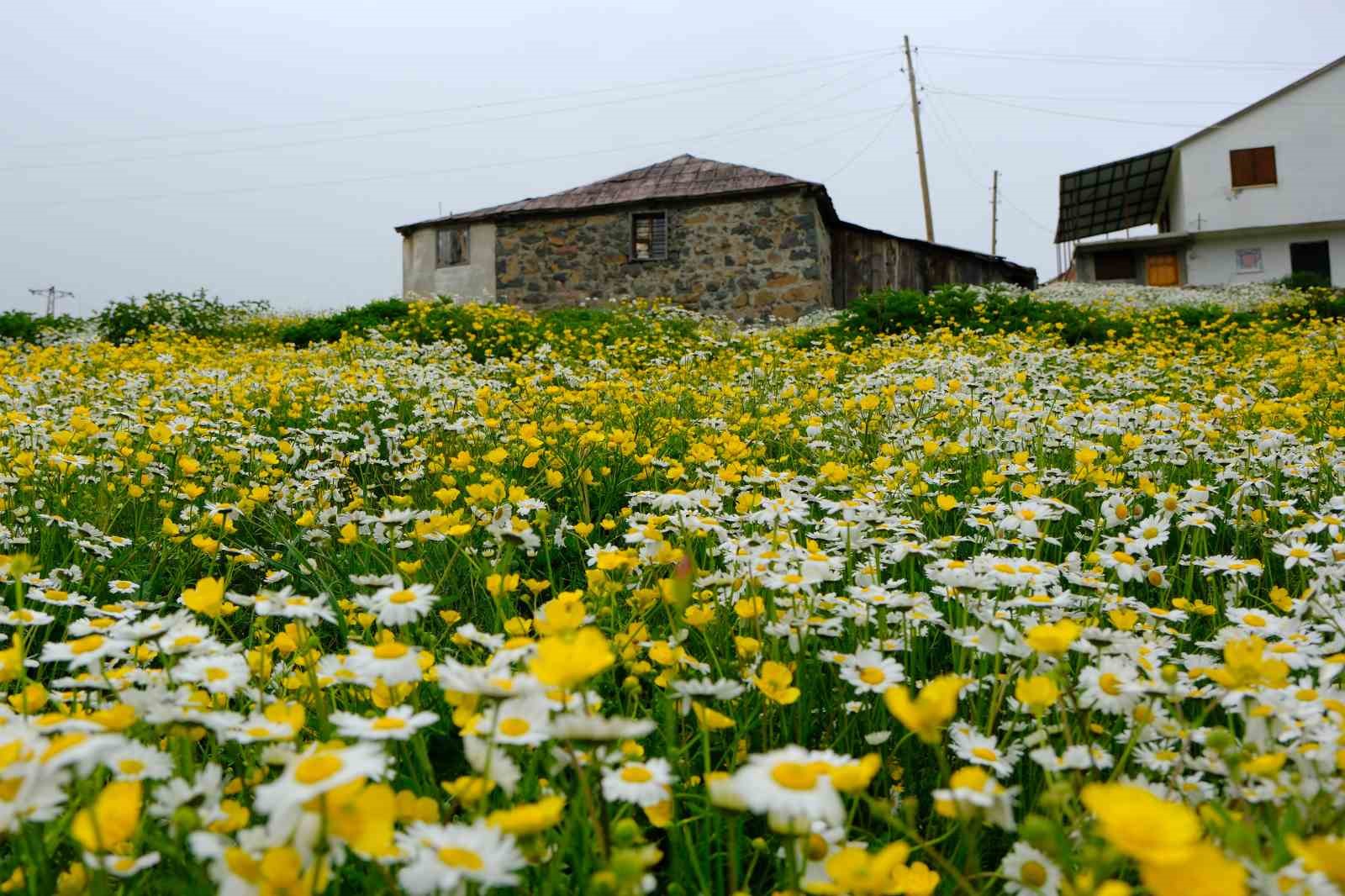 Gümüşhane yaylaları çiçek tarlasına dönüştü