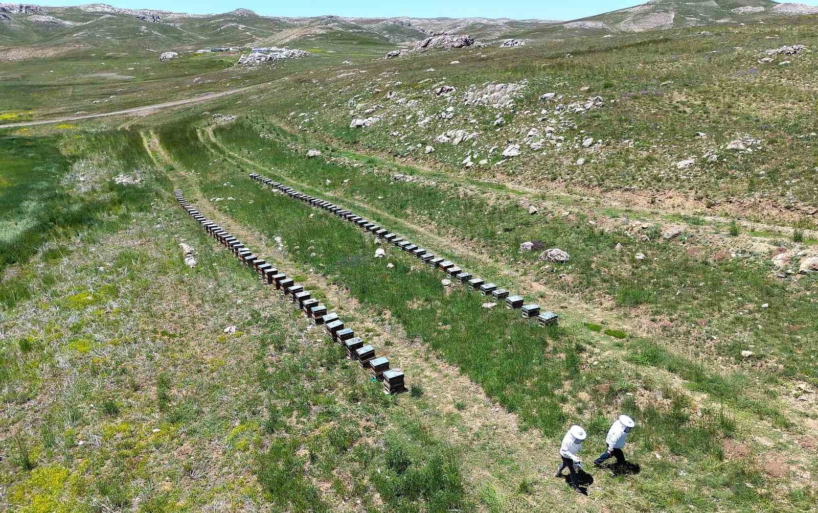 Toroslarda bahar: 2 bin 400 rakıma taşınan arılar mesaiye başladı
