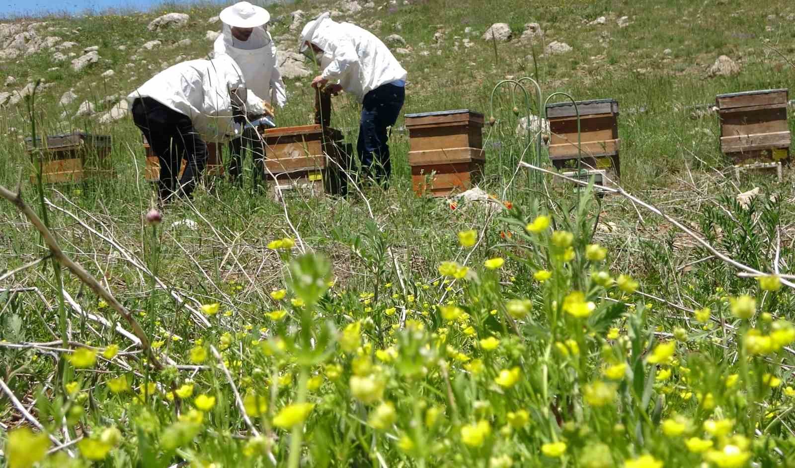 Toroslarda bahar: 2 bin 400 rakıma taşınan arılar mesaiye başladı