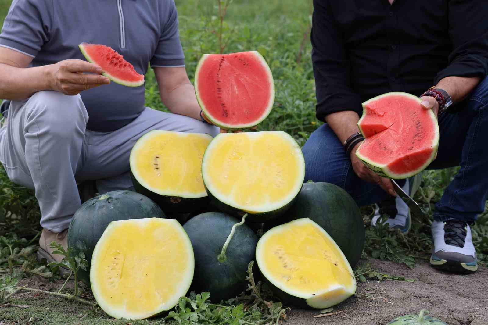 Bu karpuzu görenler hayrete düşüyor: kabuğu yeşil, içi sarı
