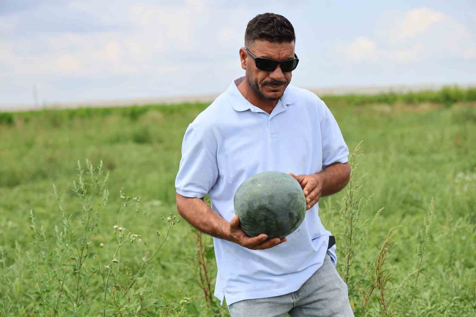Bu karpuzu görenler hayrete düşüyor: kabuğu yeşil, içi sarı