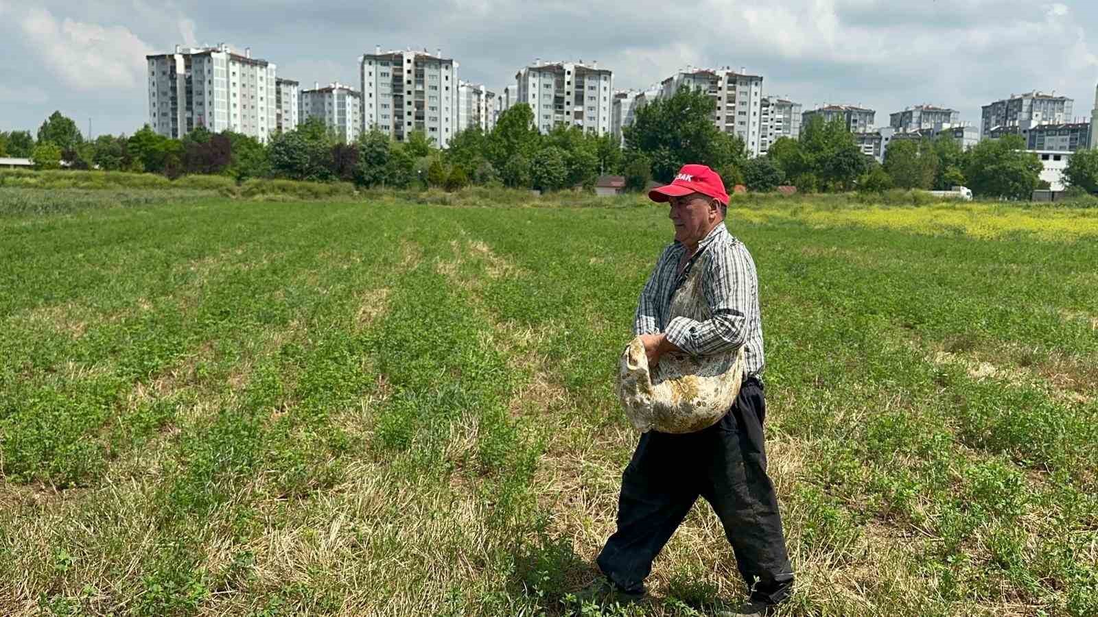 Milyonlarca liralık konutların arasında tarımsal üretim mücadelesi