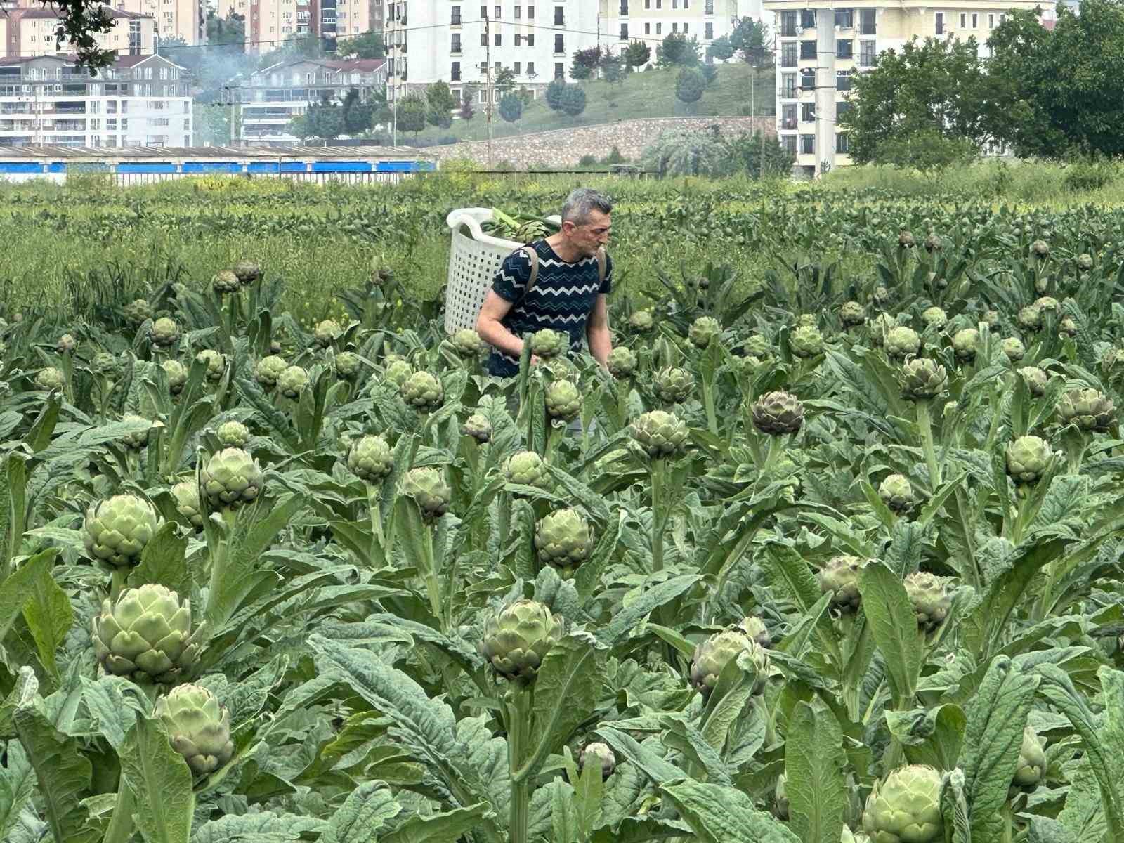 Milyonlarca liralık konutların arasında tarımsal üretim mücadelesi