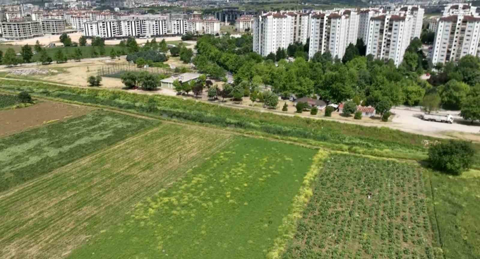 Milyonlarca liralık konutların arasında tarımsal üretim mücadelesi