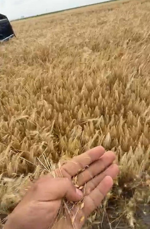 Konya’da hububat hasadı başladı