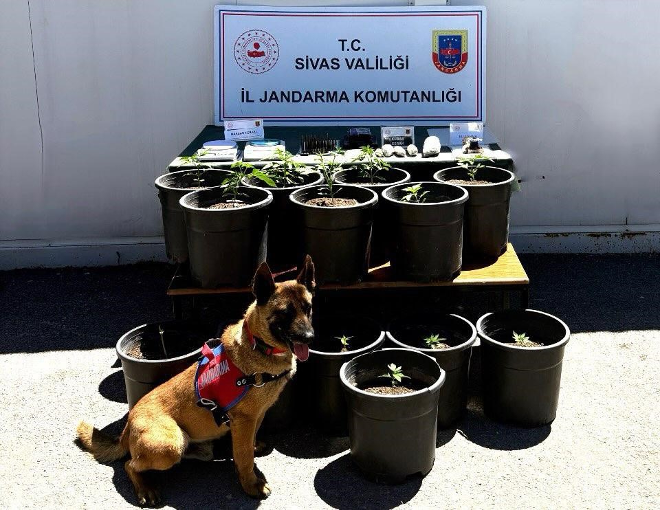 Saksıda yetiştirilen uyuşturucu fide aşamasında ele geçirildi