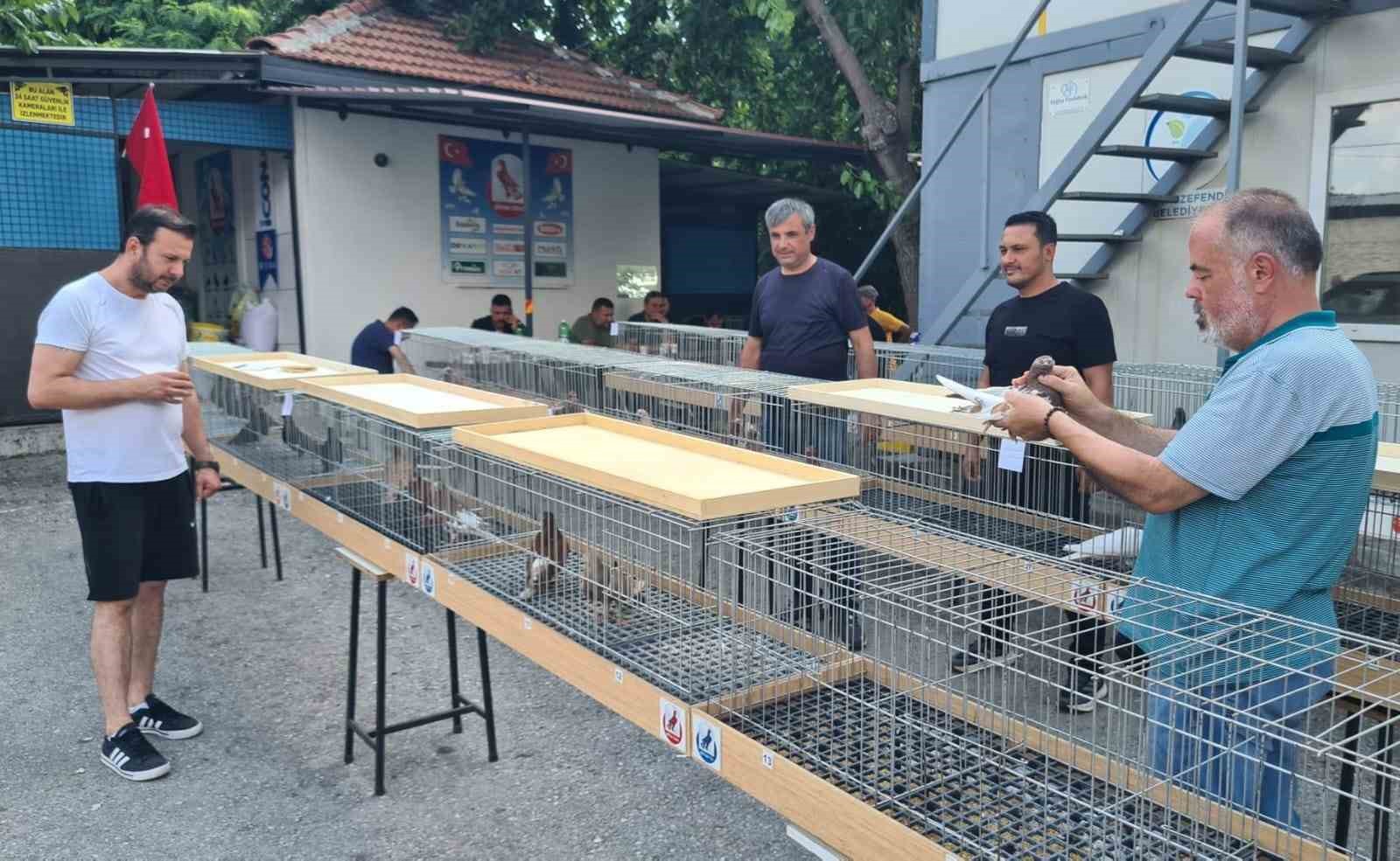 Parmak ucunda yürüyen endemik Tokur güvercinleri görücüye çıktı