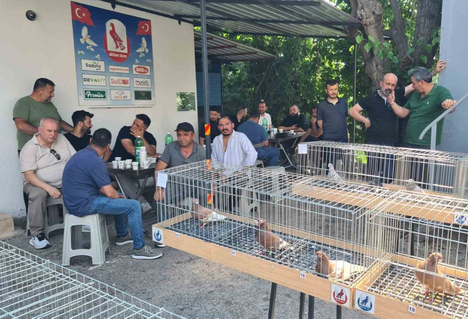 Parmak ucunda yürüyen endemik Tokur güvercinleri görücüye çıktı