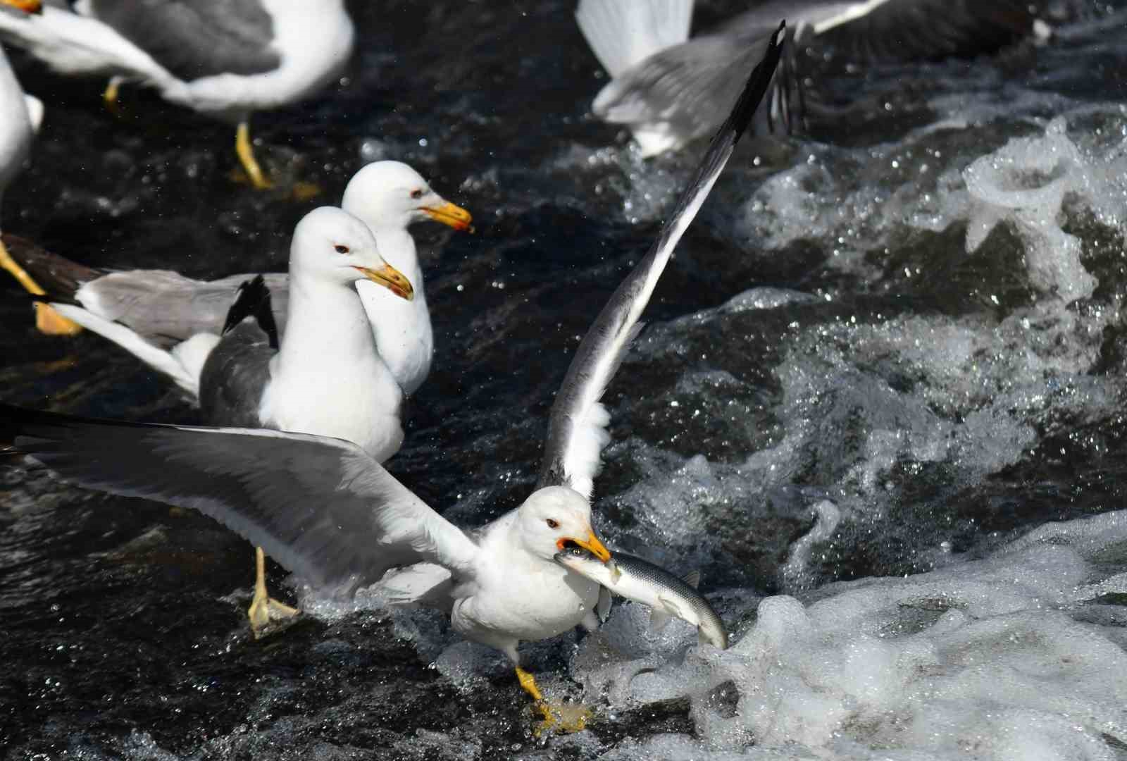 Martıların inci kefali avı ağır çekimde görüntülendi