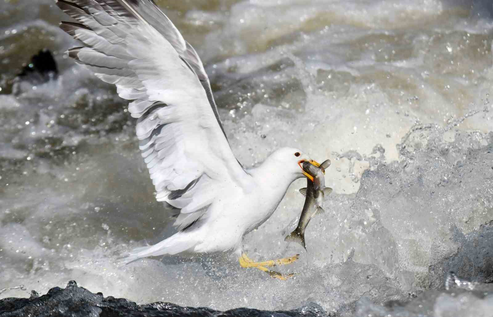 Martıların inci kefali avı ağır çekimde görüntülendi