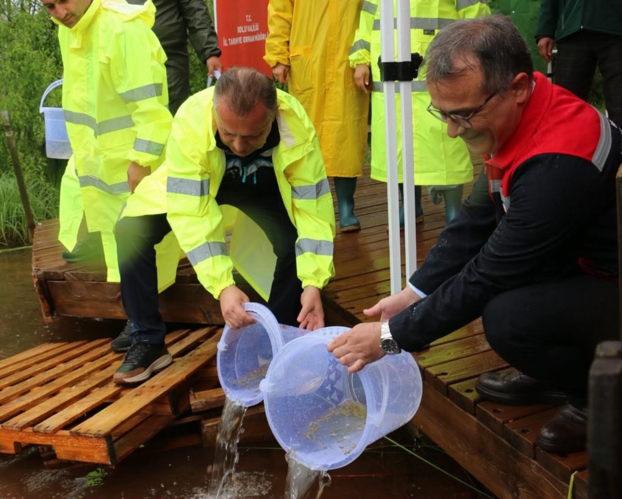 Abant Gölü’ne 100 bin endemik Abant alası bırakıldı