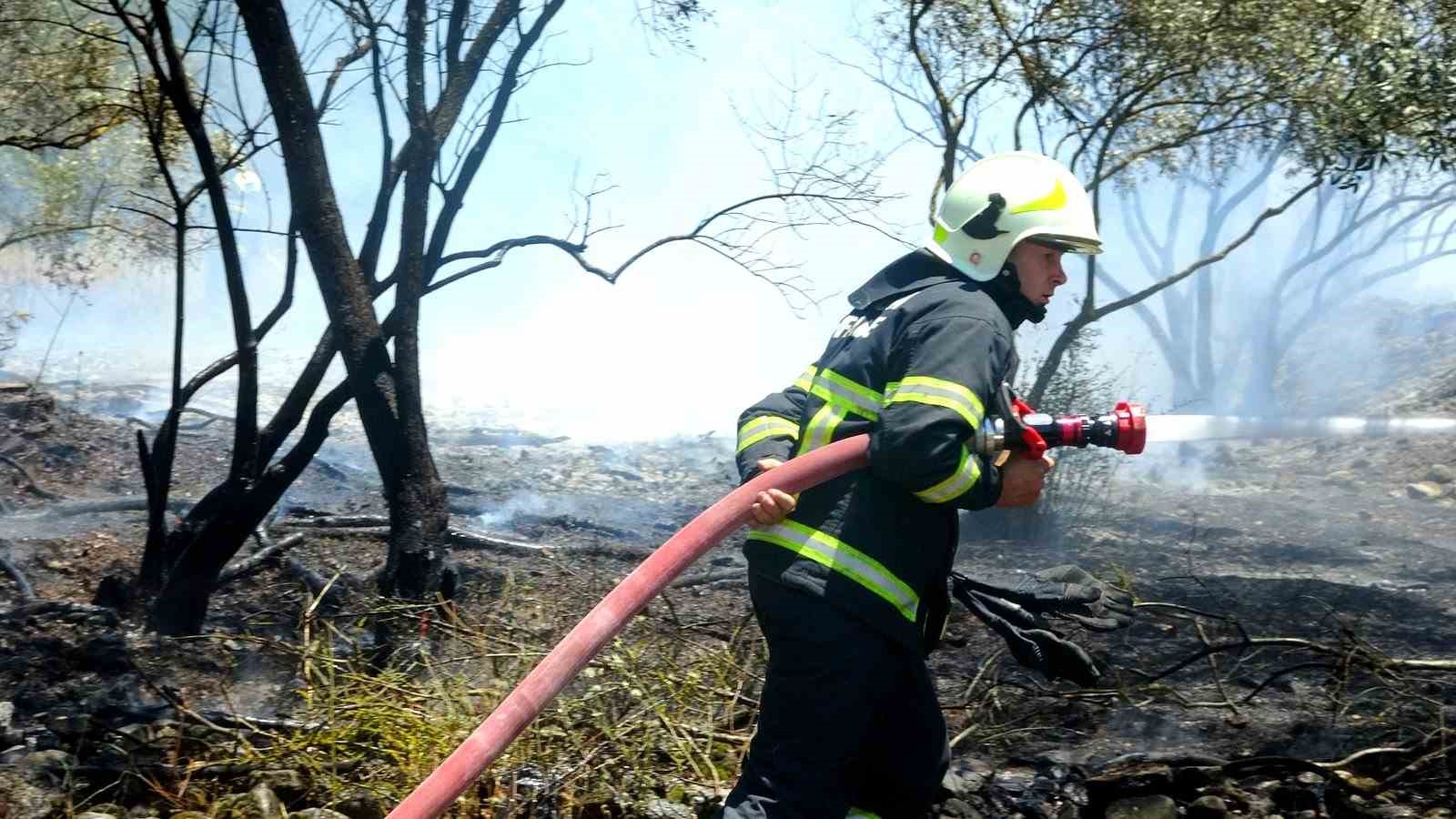 Menteşe’de zeytinlik yangını