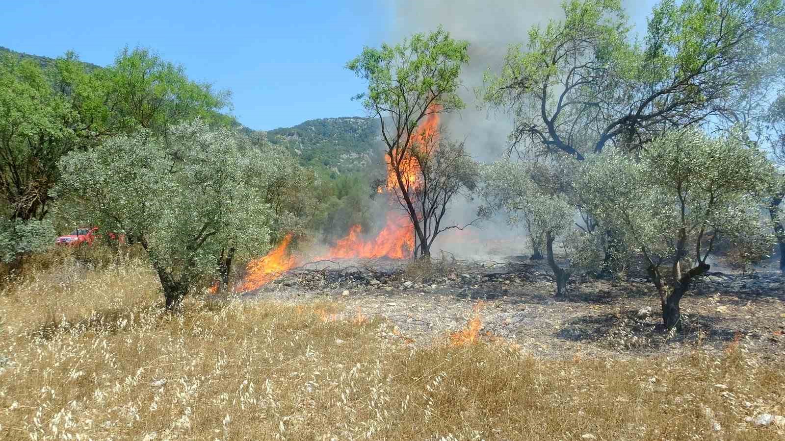 Menteşe’de zeytinlik yangını
