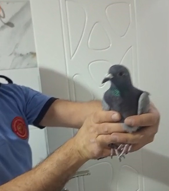 Havalandırma boşluğunda mahsur kalan güvercini itfaiye kurtardı