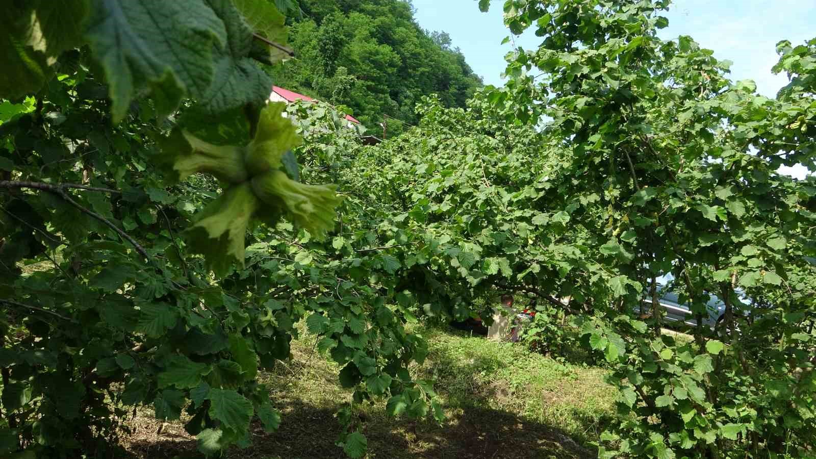 Giresun’da kahverengi kokarcaya karşı samuray arıları doğaya salındı