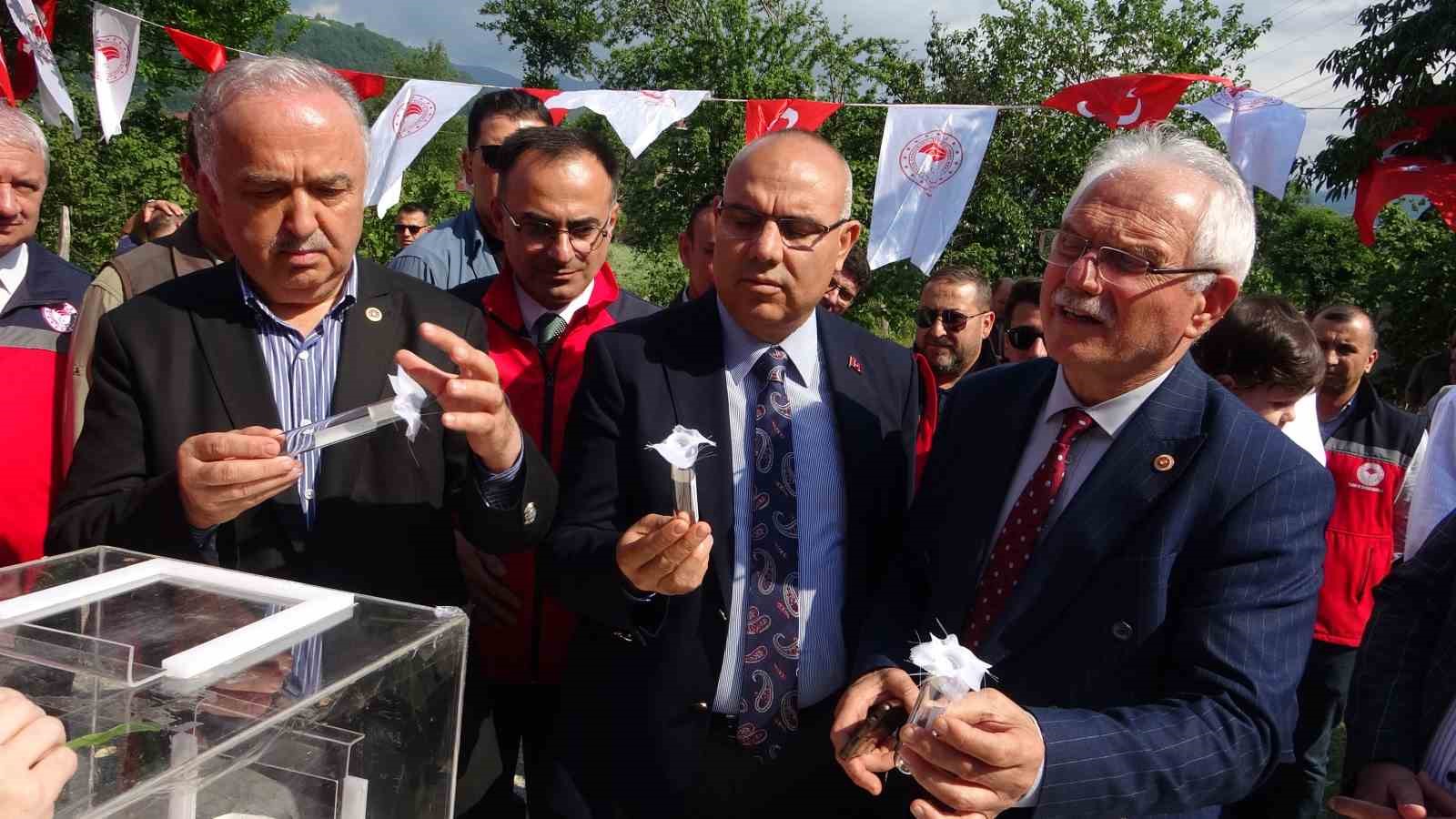 Giresun’da kahverengi kokarcaya karşı samuray arıları doğaya salındı