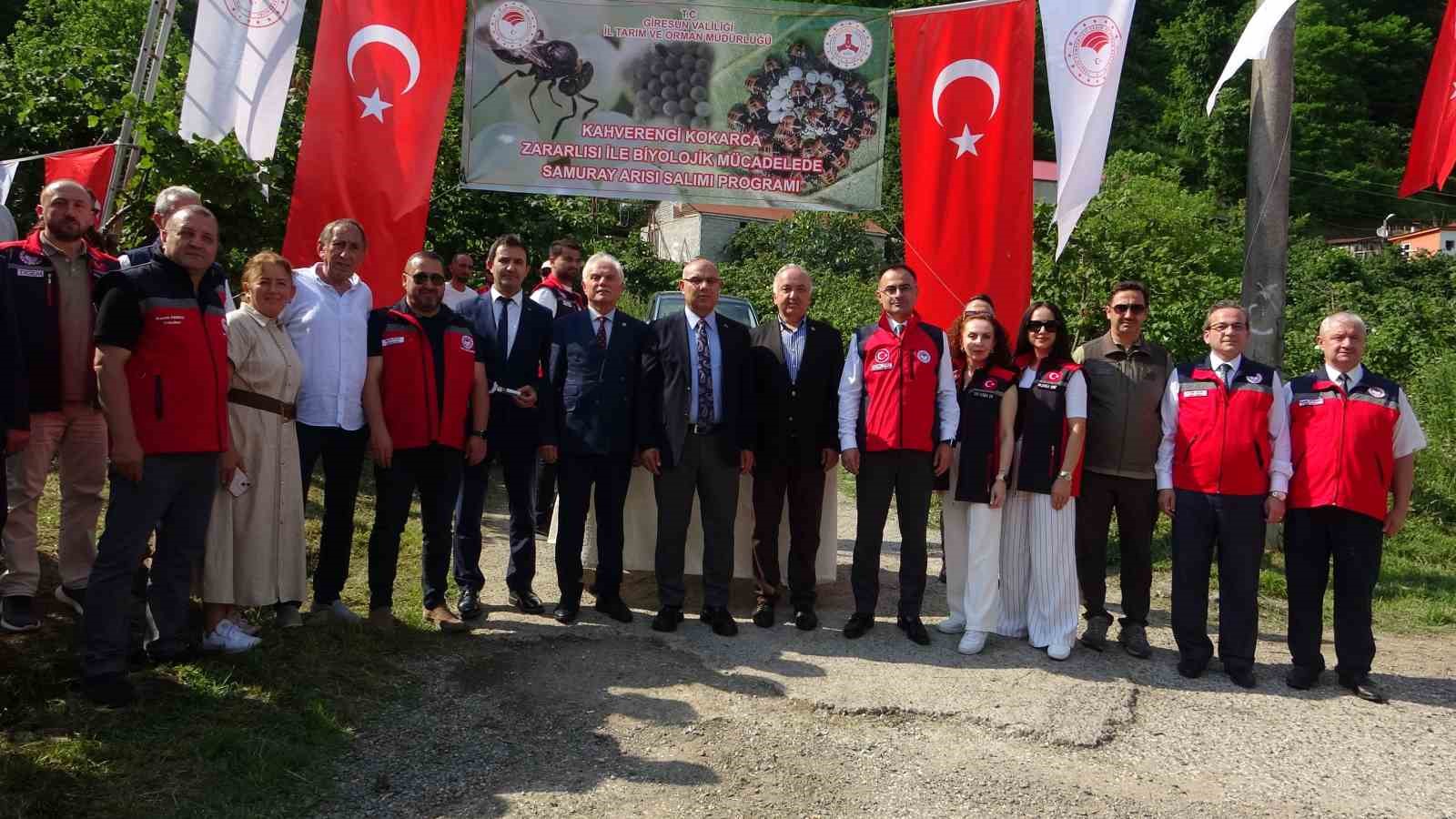 Giresun’da kahverengi kokarcaya karşı samuray arıları doğaya salındı