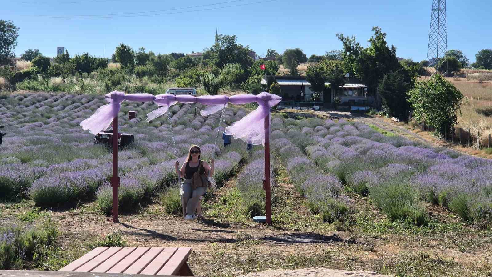 Tekirdağ’da Lavanta Şenliği başladı
