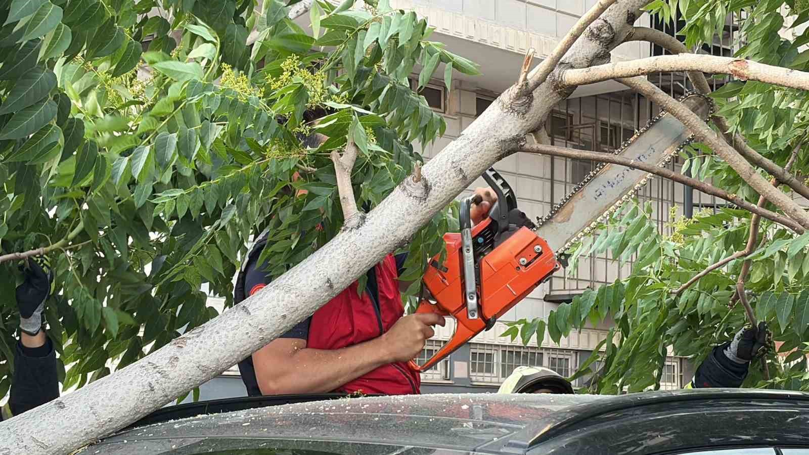 Kökü duvarın altında olan ağaç aracın üzerine devrildi