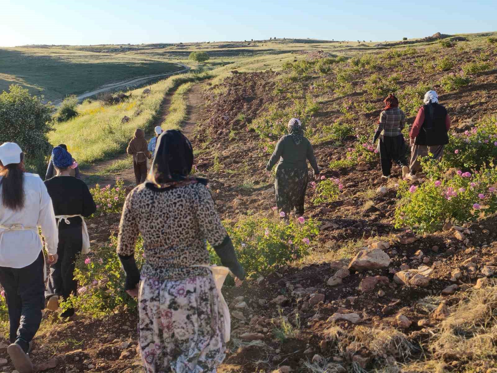 Mardin’de kurduğu gül bahçesiyle bölge kadınlarına istihdam sağladı