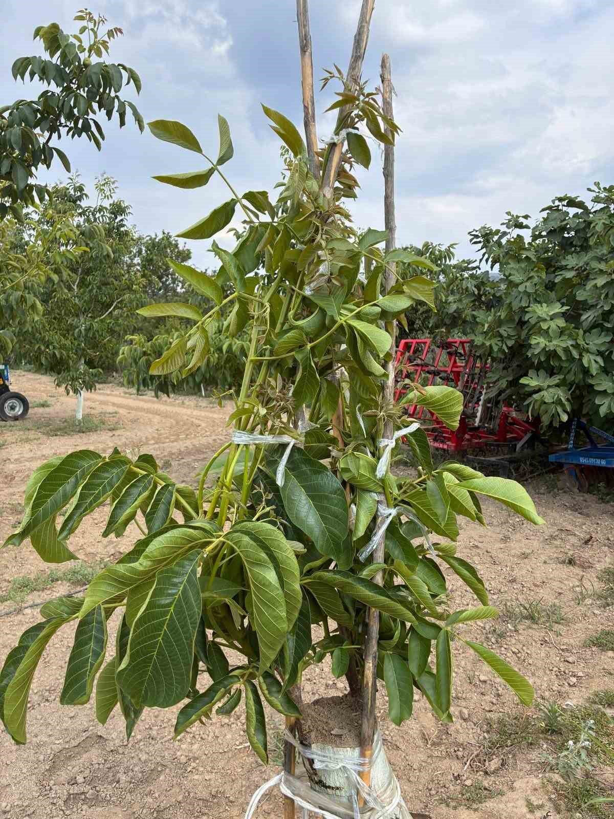 Koçarlı’da cevizde çeşit değiştirme aşısı başarıya ulaştı