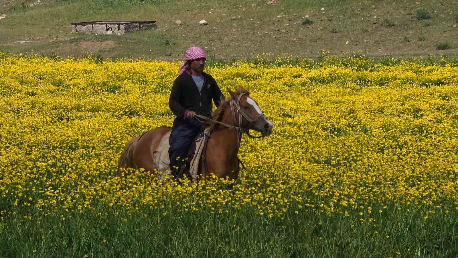 Doğa için deklanşöre bastılar: Dostlar Fotoğraf Grubu Van’ın sulak alanlarını fotoğrafladı