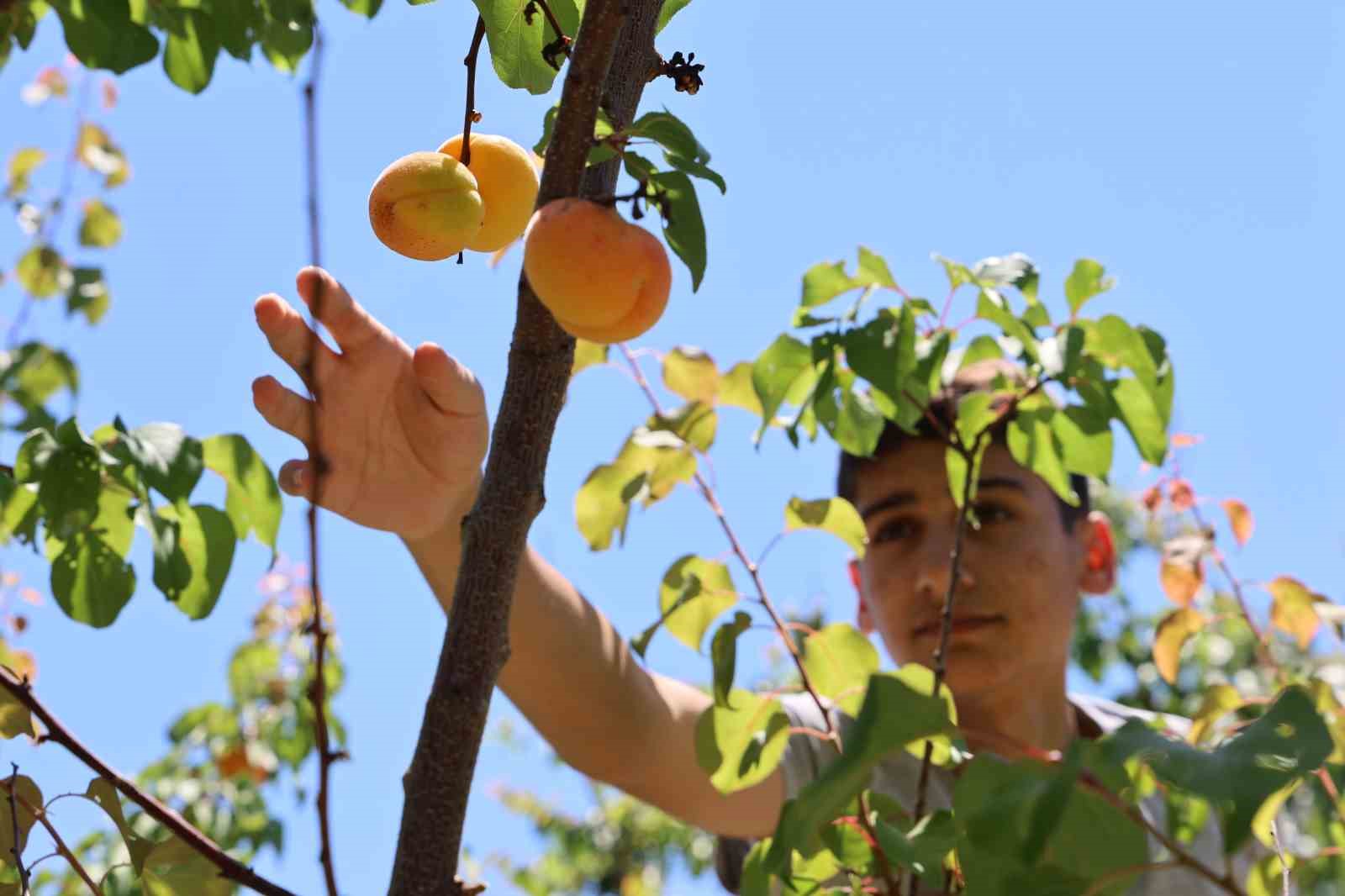 Elazığ’da yüzyılın don olayından sonra meyve ağaçlarında bereket dönemi