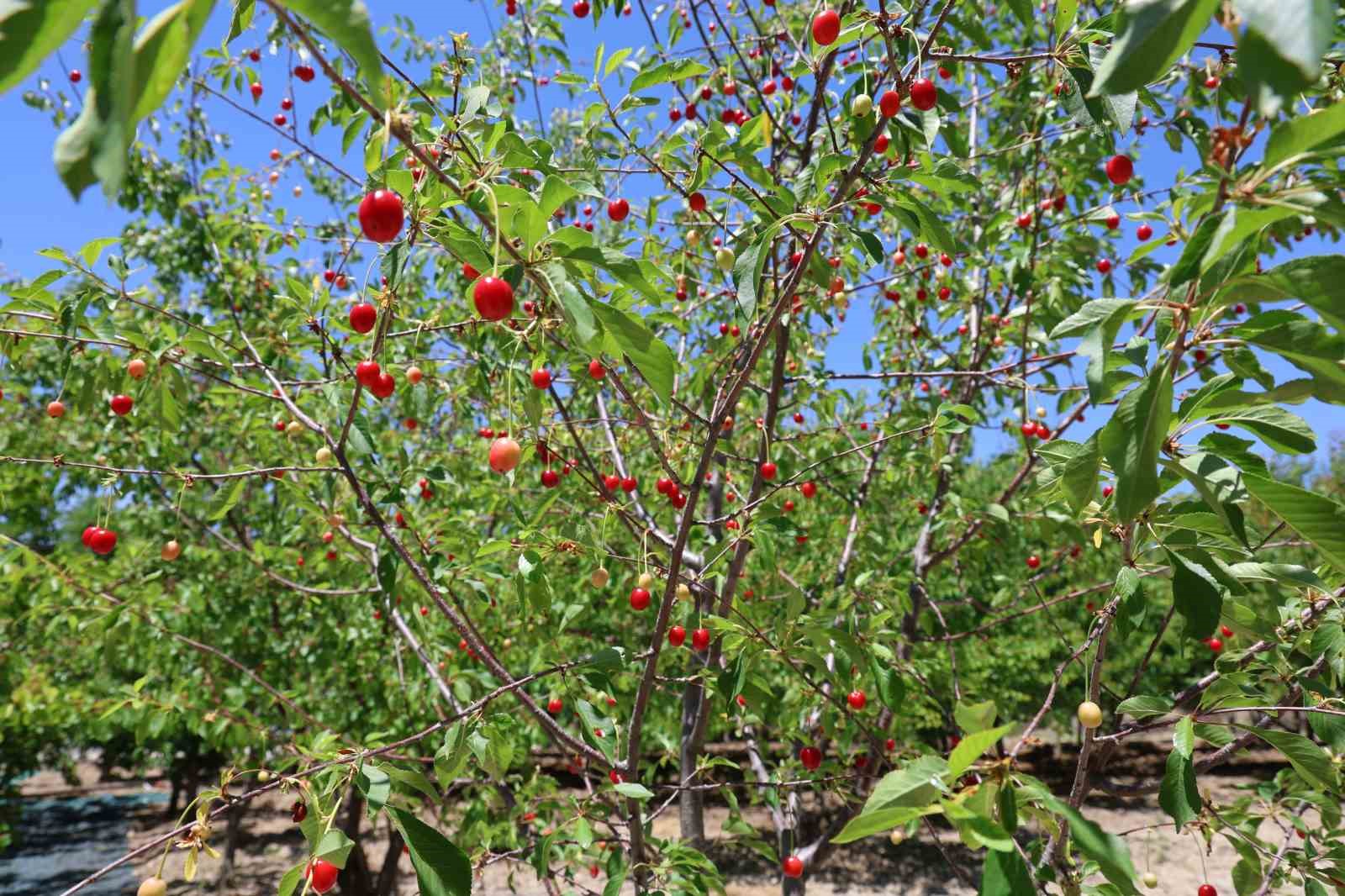 Elazığ’da yüzyılın don olayından sonra meyve ağaçlarında bereket dönemi