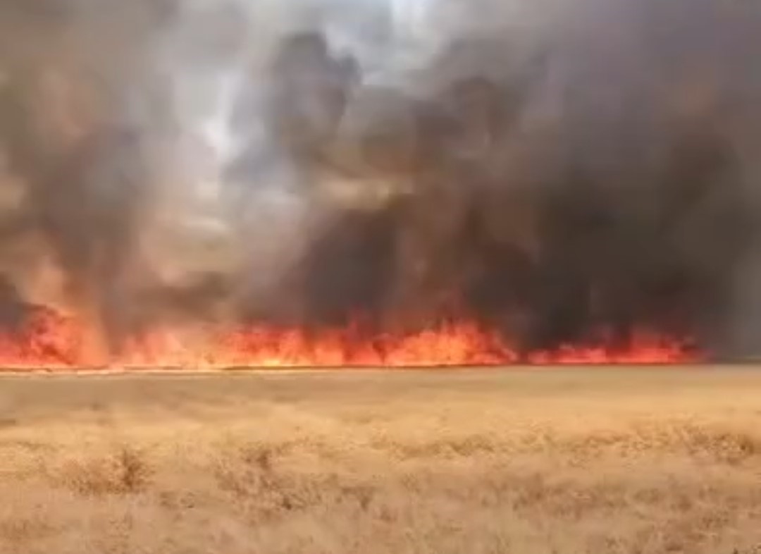 Harran’da 300 dönümlük buğday tarlasında yangın