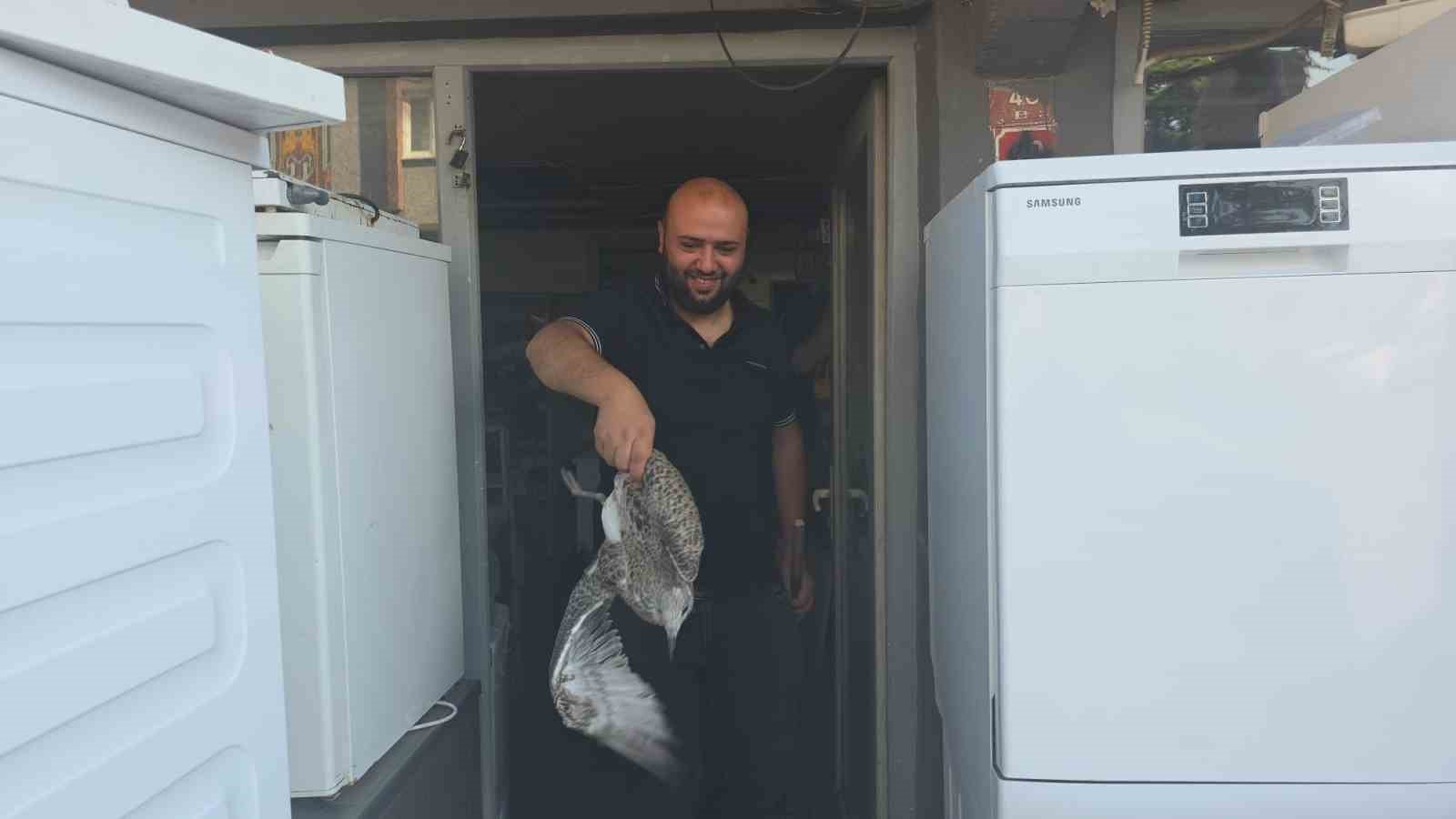 Martı yavrusu beyaz eşya tamircisini karıştırdı