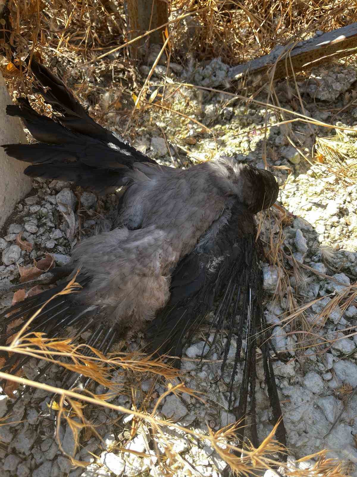 Elektrik tellerine çarpan karga yangına sebep oldu