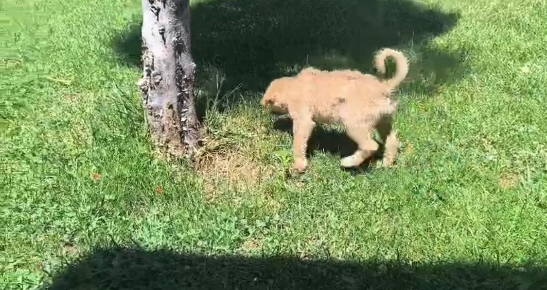 Batman’da fabrika duvarına sıkışan köpek kurtarıldı, işçiler hayvanı sahiplendi