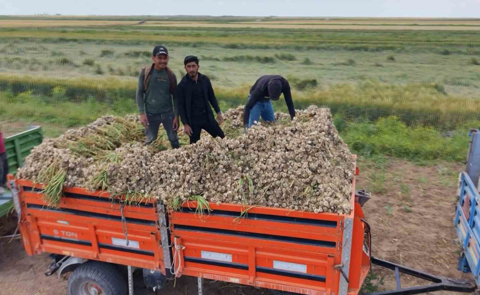 Aksaray’ın ata tohumundan yetiştirilen organik sarımsakların hasadı başladı