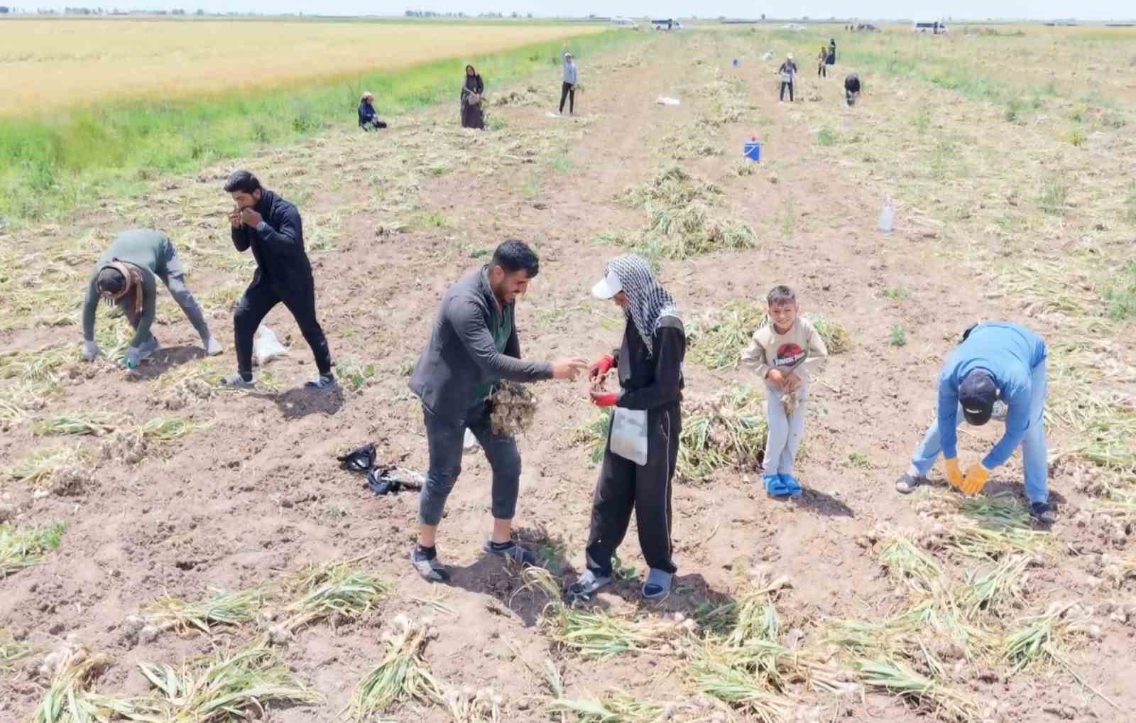 Aksaray’ın ata tohumundan yetiştirilen organik sarımsakların hasadı başladı