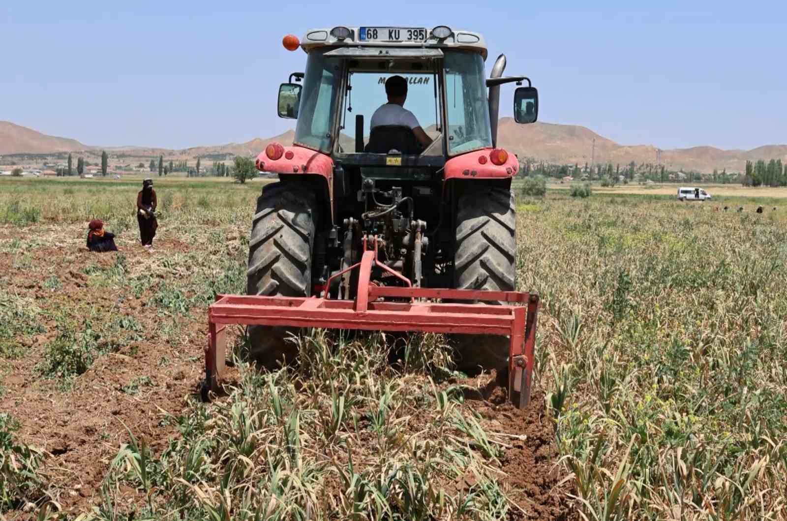 Aksaray’ın ata tohumundan yetiştirilen organik sarımsakların hasadı başladı