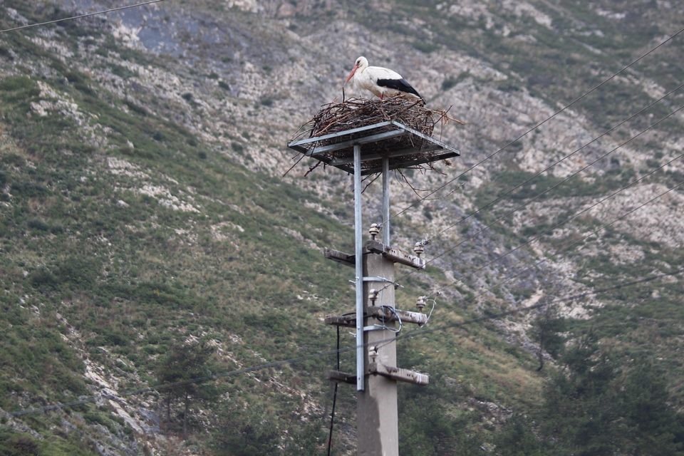 Riskli durumdaki leylek yuvası güvenli hale getirildi
