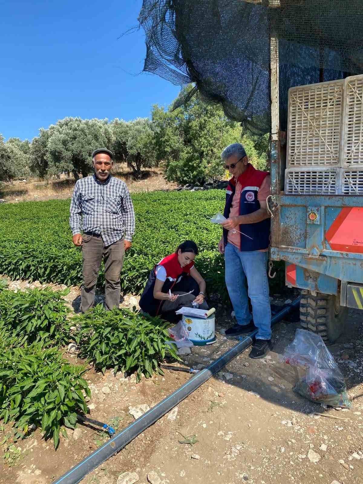 Didim’de salatalıklardan numuneler alındı